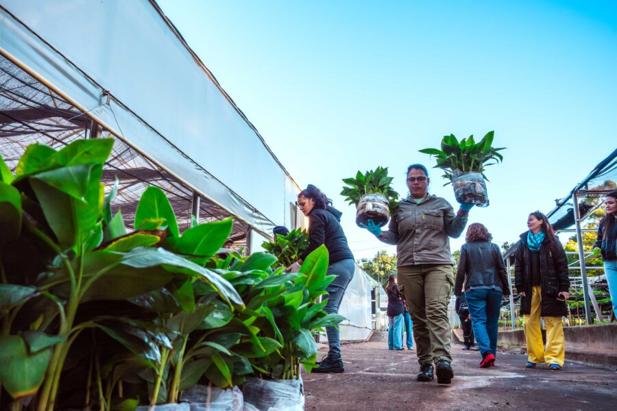 Biofábrica Misiones completó el envío de 200 mil plantines de banano a Salta